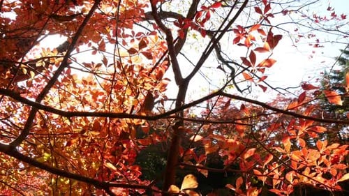 Baum Herbst