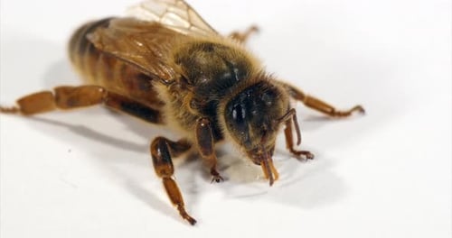 Abeille à miel européenne, apis mellifera, reine léchant une goutte de miel sur fond blanc