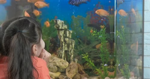 Girl Watches Fish Swimming in Aquarium
