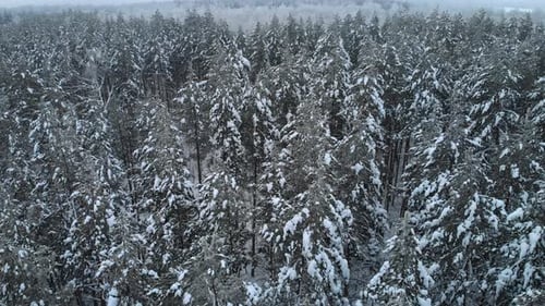 Wipfel von Winterbäumen