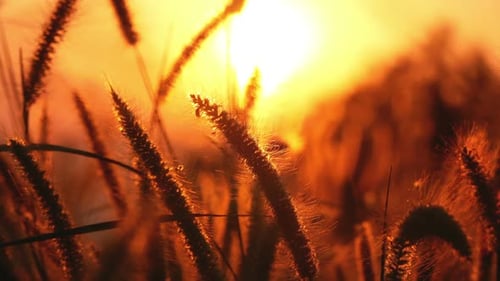 Tall Grass Illuminated by the Golden Sun