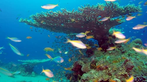 Unterwasser-Glasfische und Füsilierfische