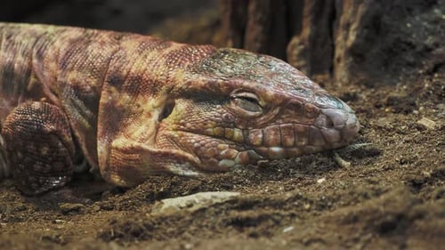 Close Up of Lizard Resting