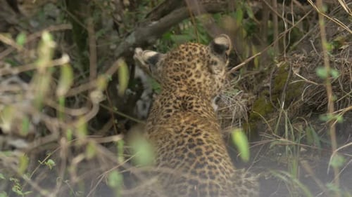 Rear view of a leopard cub walking