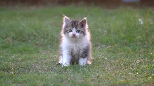 Cute Persian Kitten Sitting And Walking In The Park