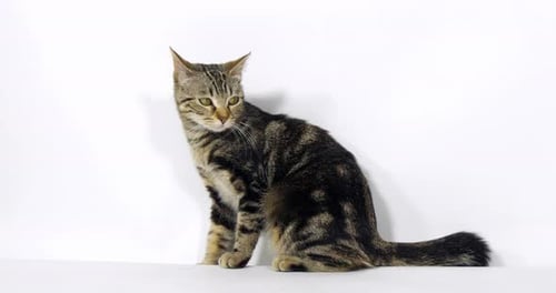 Brown Tabby Domestic Cat, Pussy sitting On White Background, Slow Motion 4K