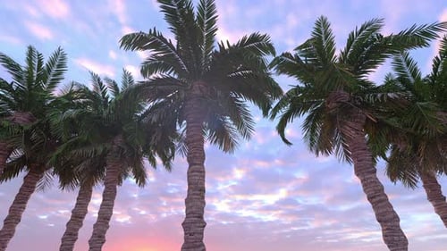 Motion Through Palm