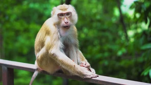 Ein wilder Affe sitzt auf dem Geländer im Park. der natürliche Lebensraum der Tiere