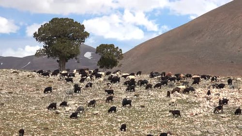 Herd of Scattered Mixed Color Goats Grazing on Mountain