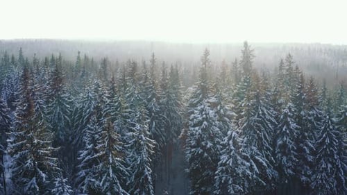 Pays des merveilles aériennes de l'hiver