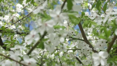 Der junge weiße Sakura im Wind im Park