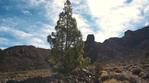 Very Beautiful Pine Tree in the National Park in the Teide National Park on the Island of Tenerife