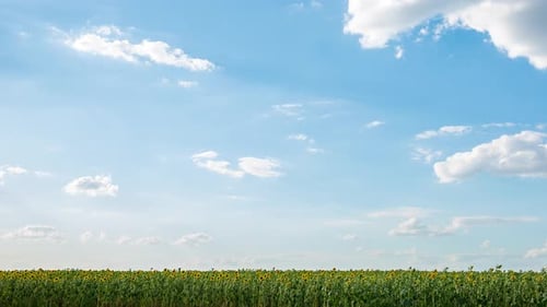 Ein großes Feld aus Sonnenblumen und Wolken, Zeitraffer, 4k