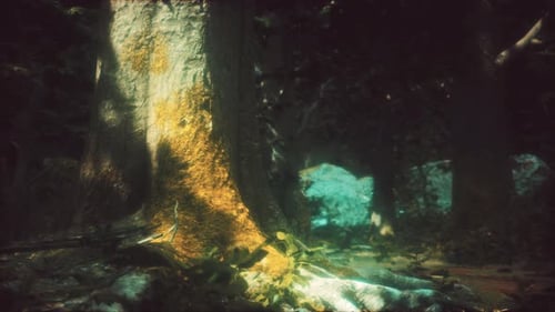 Wildnislandschaft Wald mit Bäumen und Moos auf Felsen