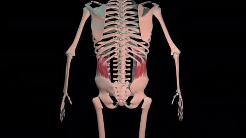 Músculos oblíquos internos abdominais: Circuito de rotação total