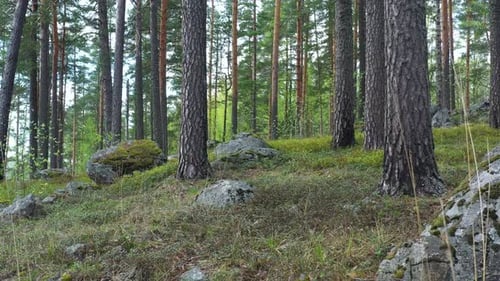 Drone flight at the Pine Forest