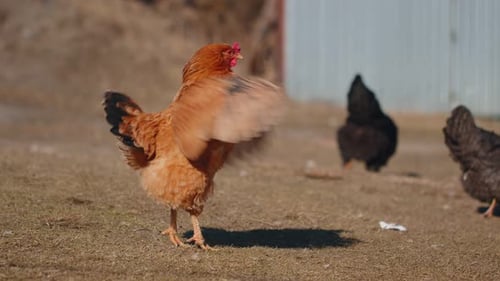 Free Range Brown Domestic Chicken Eating Grains Peck Yellow Grass on Small Eco Home Coop Farm