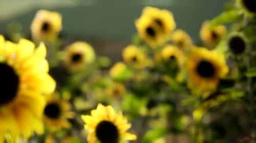 Sunflower Field on a Warm Summer Evening