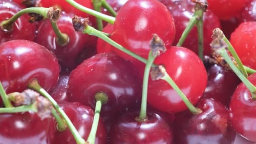 Delicious Fresh Red Cherries Close Up