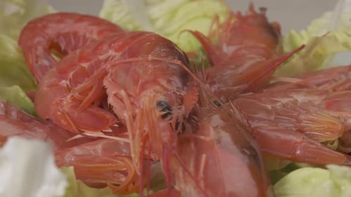 Red Prawns on Green Lettuce Seafood Dish