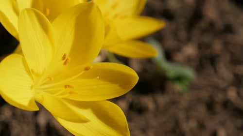 Shallow DOF yellow crocus flowering plant 4K 2160p 30fps UltraHD footage - Garden with lily-of-th