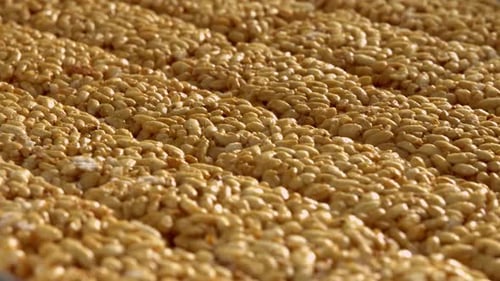 Close-Up of Crispy Rice Treats Sheet