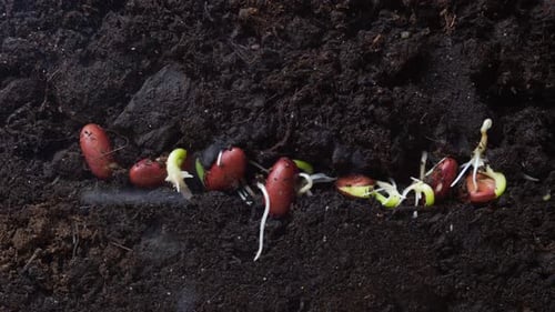 Bean Seeds Germinating in Soil Time Lapse