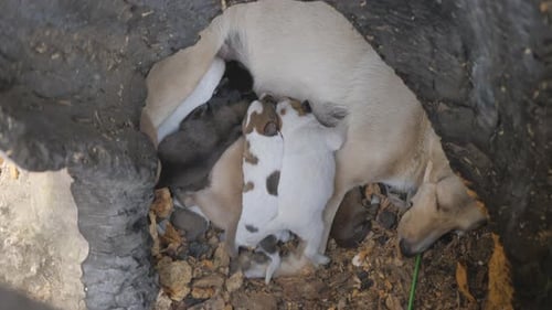Kleine Hunde suchen nach Nahrung und kämpfen dafür. Natürliche Fütterung von Babyhunden.