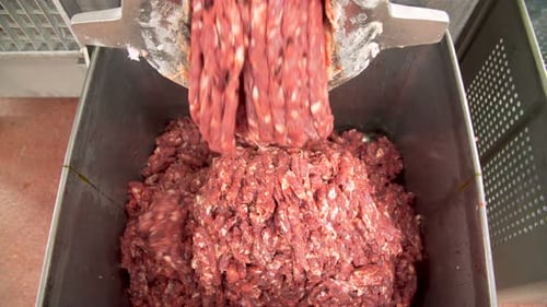 Meat Processing Plant Mincer Grinds Meat