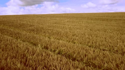 Aerial Drone View Flight Over Field of Yellow Ripe Wheat