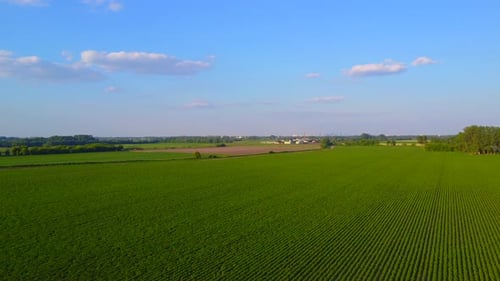 Green field of potatoes