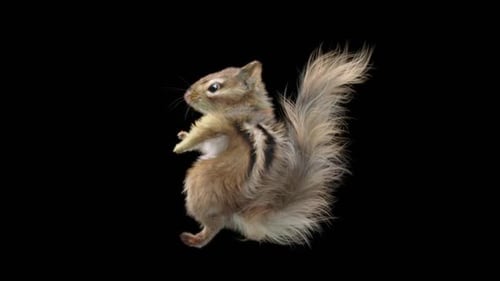 Chipmunk: Tanzen HD