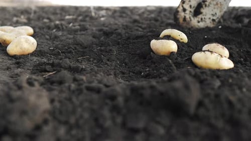 Hand Planting Potatoes in Fertile Soil