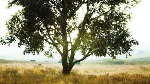 Dark Autumn Tree and the Yellow Grass Field