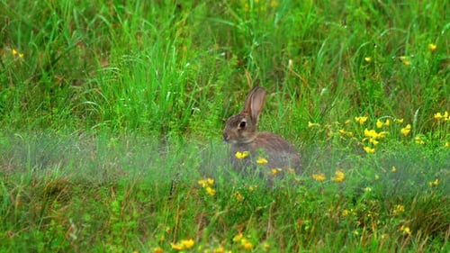 Hare in Green Grass, a Rain Shower