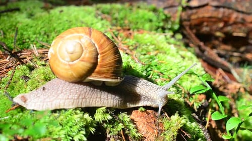 Snail 5