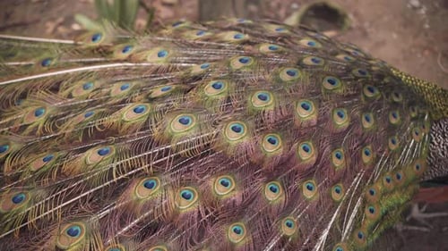 Peacock Closing Its Train, Tail Feathers In The Zoo. - close up