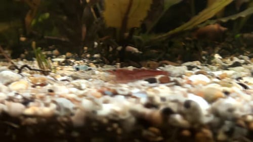 Concept 1-A1 View of Cherry Shrimp Near Aquatic Plant.