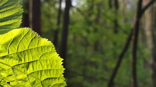 Beautiful Half of a Fresh Young Leaf on Background of Dark Trunks and Leaves