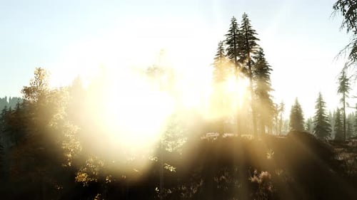 Sun Beams Through Trees
