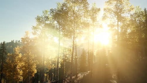 Soleil qui brille à travers les pins dans la forêt de montagne
