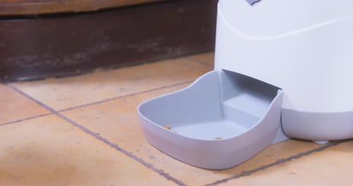 Dachshund Eats Kibble from Automatic Pet Feeder