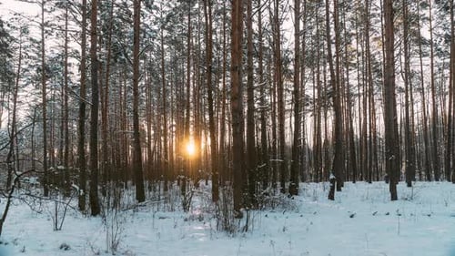Beautiful Sunrise Sun Sunshine In Sunny Winter Forest