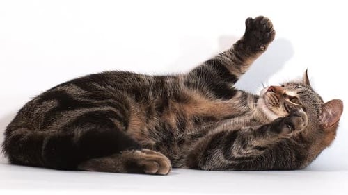 Braune Tabby-Hauskatze spielt vor weißem Hintergrund, Zeitlupe