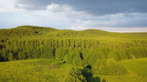 Natur des Waldes