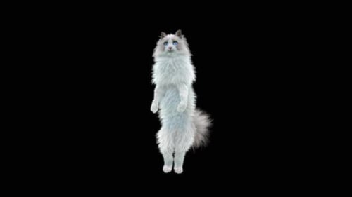 Katze Walking HD