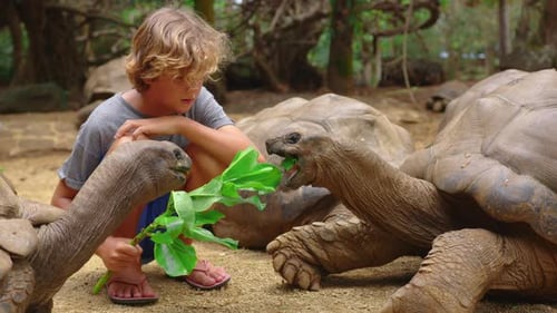 Child Feeding Giant Tortoises Green Leaves