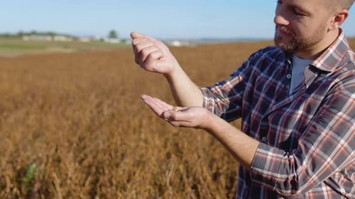 A Farmer in the Middle of a Soybean Field Examines the Grains of a Mature Plant and Pours Them From