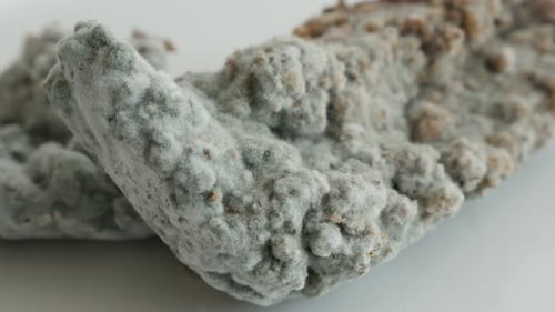 Close-up of mold bacteria cultures over bread surface slow tilt 4K 2160p 30fps UltraHD footage - Fo