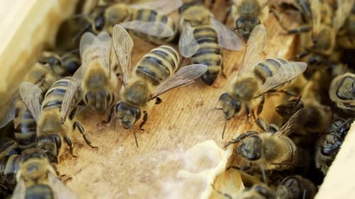 Les abeilles marchent entre des cadres en bois dans une ruche